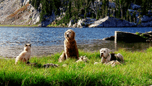 Homeward Bound The Incredible Journey GIF