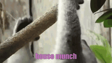 a bird is sitting on a branch with the words house munch written in purple