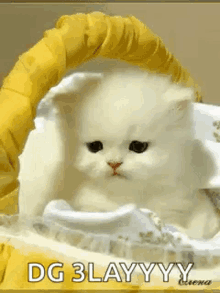 Kitten Sad Eyes GIF