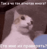 a cat is sitting on a couch with a caption that says " tak a cho tak atchotab mopa "