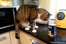 Cat Chickpeas GIF - Cat Chickpeas Eating GIFs