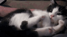 Can'T Control My Dancing Feet GIF - Cats Kittens Play GIFs