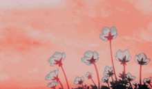 a bunch of flowers against a pink background