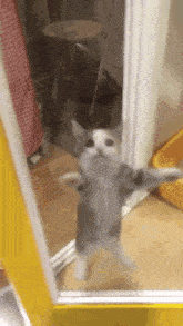 a cat is standing in front of a mirror .