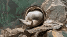 a squirrel is laying on a rock in a tunnel
