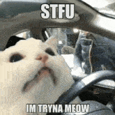 Cat Meme Meow GIF