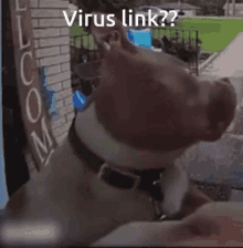 Sus Dog Virus GIF