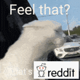 Feel That Thats True Reddit Cat GIF
