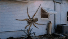 Australia Spider GIF - Australia Spider Scary GIFs