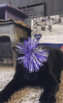 Angry Cat GIF - Angry Cat Dramatic GIFs