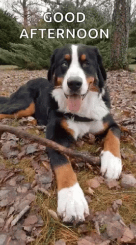 Dog Good Afternoon GIF - Dog Good Afternoon Cute - Discover & Share GIFs