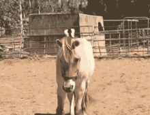 Fjord Horse GIF - Fjord Horse GIFs