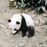 Cute Panda Panda Cute GIF