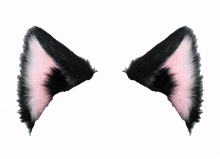 kitty ears