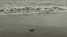 Reaching The Ocean World Turtle Day GIF - Reaching The Ocean World Turtle Day Untamed GIFs
