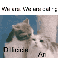 Dillicicle Cat GIF