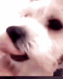 Dog Lick GIF - Dog Lick Sooyatanked GIFs