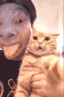 Cats Funny GIF - Cats Funny Reaction GIFs