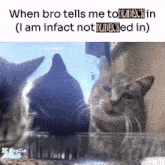 two cats are looking at each other and the caption says when bro tells me to deadlock in i am infact not deadlocked in