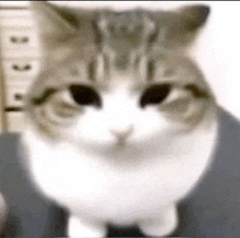 a close up of a cat looking at the camera with a blurred background .