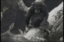 Monyet Lucu GIF - Monkey Fail Fall GIFs