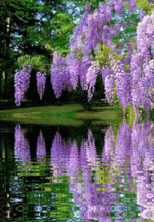 wisteria love water reflection