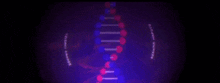 a purple and red dna molecule is displayed in a dark room