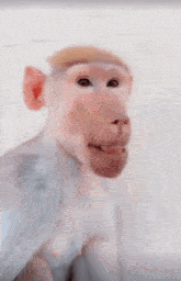 Sniffer Monkey GIF - Sniffer Monkey Funny Monkey GIFs