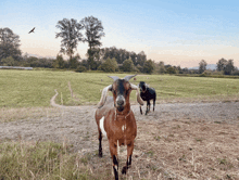 two goats are standing in a grassy field with trees in the background