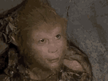 孙悟空，美猴王，齐天大圣，灰头土脸，蒙圈，什么鬼，眼睛 GIF - Sun Wu Kong Monkey King Wtf GIFs
