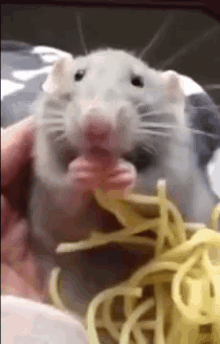 Rat Eating GIF - Rat Eating Spaghetti GIFs