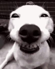 Dog Smile GIF - Dog Smile Wonjin GIFs