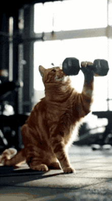 a cat is lifting a dumbbell on its hind legs in a gym