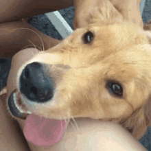 Golden Retriever Dog GIF - Golden Retriever Dog Puppy GIFs