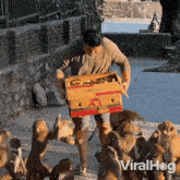 a man is holding a box of bananas in front of a crowd of monkeys