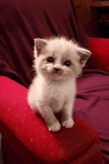 a white kitten is sitting on a red chair