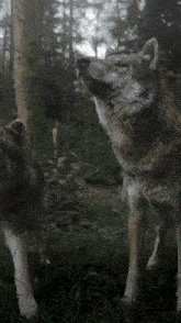 two wolves standing next to each other in the grass