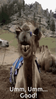 Camello GIF - Camello GIFs