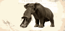 platybelodon evolution elephant cursed