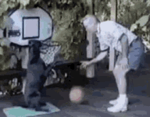 Wyd? Not Much, Just Shooting Hoops With Barry GIF - Dog Slam Dunk GIFs