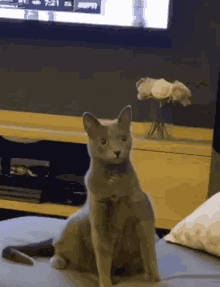 Wtf Suprised GIF - Wtf Suprised Cat GIFs