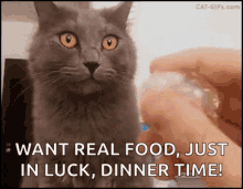 Funny Animals Cats GIF - Funny Animals Cats Dinner Time GIFs