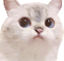 a close up of a white cat with big blue eyes looking at the camera .