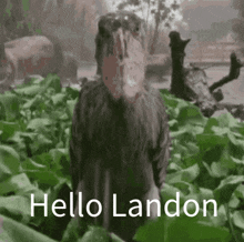 Hello Landon GIF