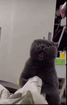 a gray cat with its mouth open looks surprised