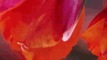 Tulip Orange GIF - Tulip Orange Datamosh GIFs