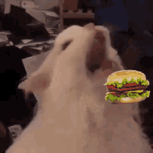 Cat Burger GIF - Cat Burger Nom GIFs