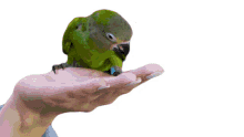 parrot bird eating pet lover feeding