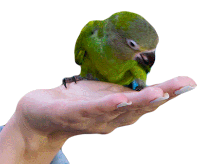 Parrot Bird Sticker - Parrot Bird Eating Stickers