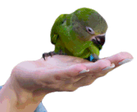 Parrot Bird Sticker - Parrot Bird Eating Stickers